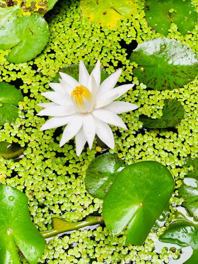 Pearl House Resort Anuradhapura Ngoại thất bức ảnh